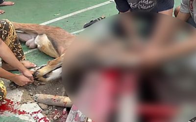 Perayaan Qurban di Hari raya Idul Adha 145H